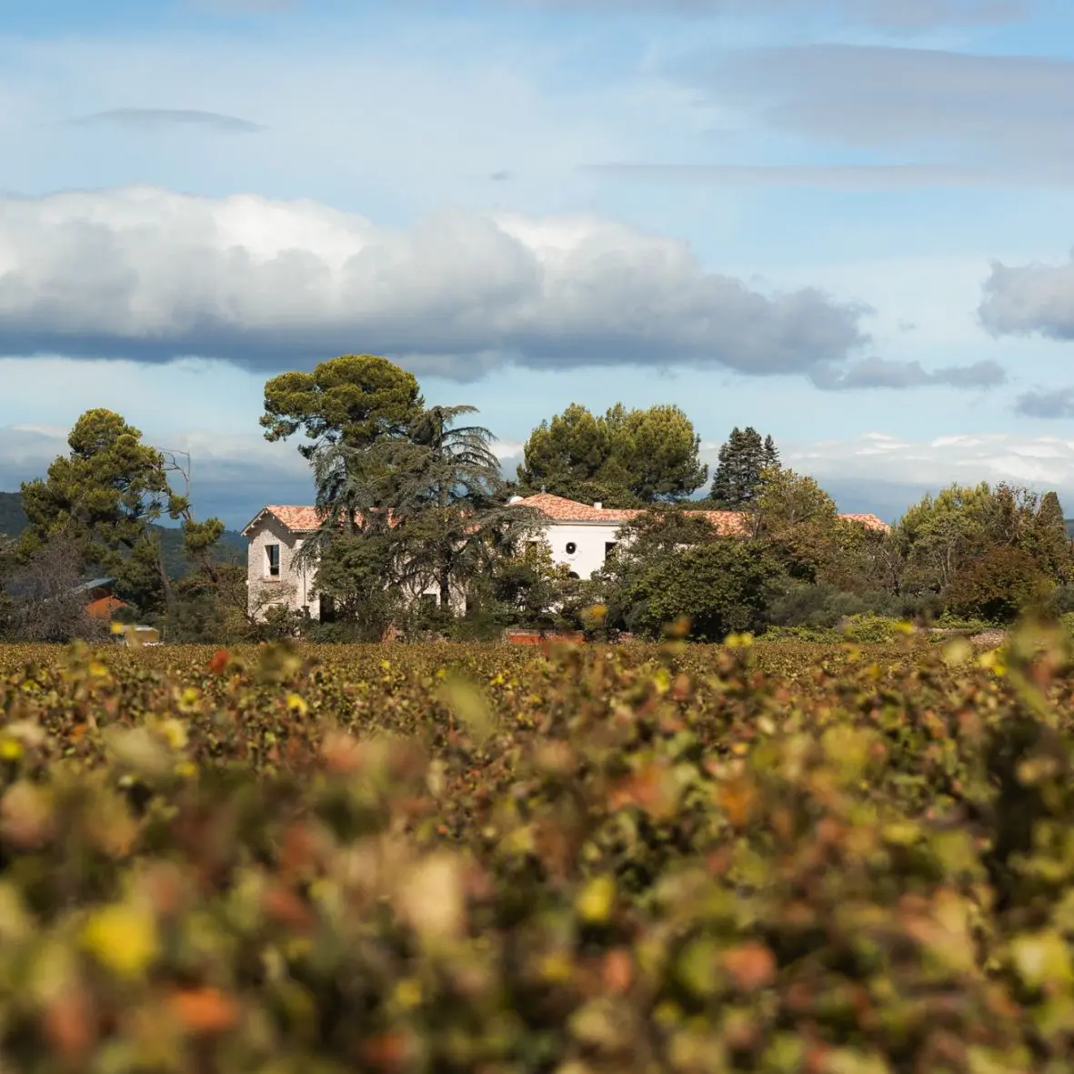 Header Right Image bâtisse de loin dans les vignes